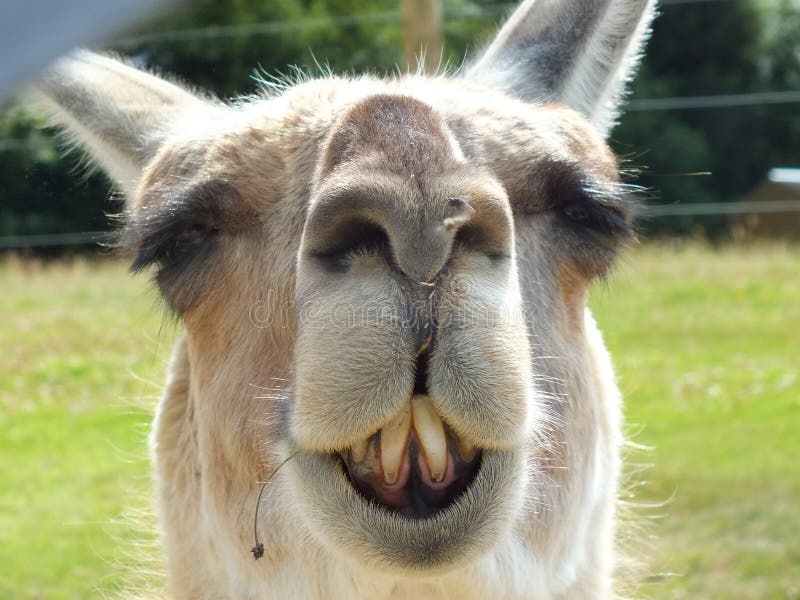 [Image: laughing-llama-close-up-face-appearance-68398702.jpg]