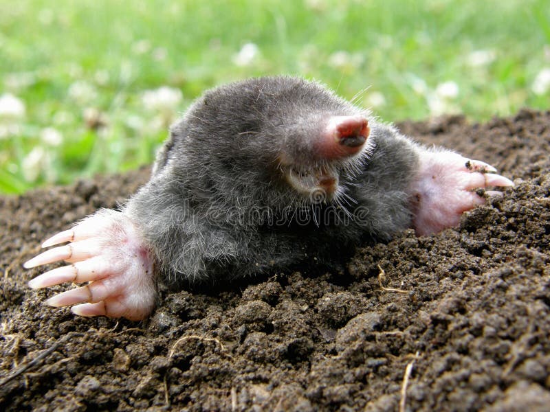 Laughing mole royalty free stock photo Laughing mole royalty free stock photo