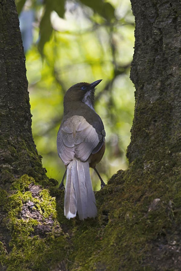 Laughingthrush dalla gola bianca, albogularis di Garrulax in Mukteshwar dallo stato di Uttarakhand dell'India fotografia stock libera da diritti Laughingthrush dalla gola bianca, albogularis di Garrulax in Mukteshwar dallo stato di Uttarakhand dell'India fotografia stock libera da diritti