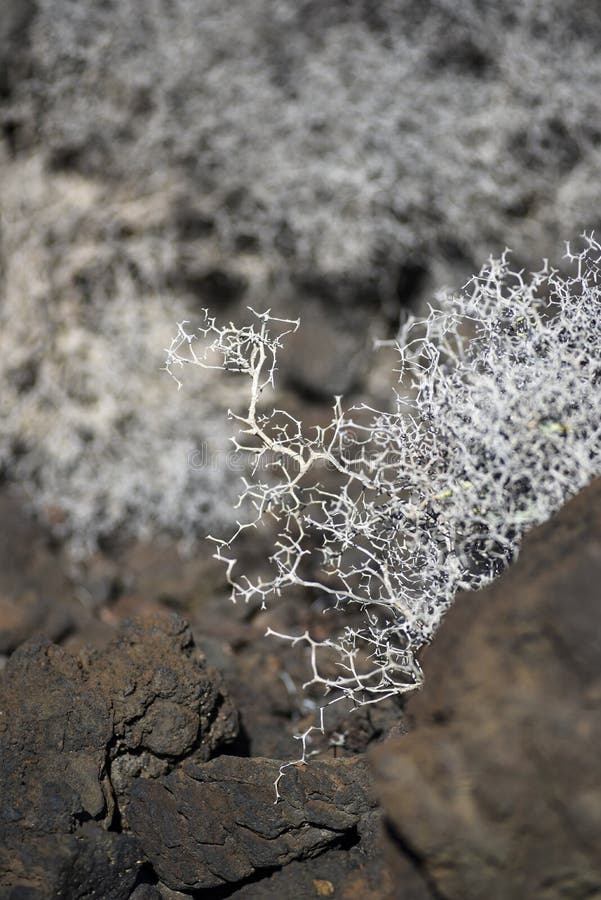 Launaea arborescens suszący na Lanzarote Suchy terytorium Lanzar obraz stock Launaea arborescens suszący na Lanzarote Suchy terytorium Lanzar obraz stock