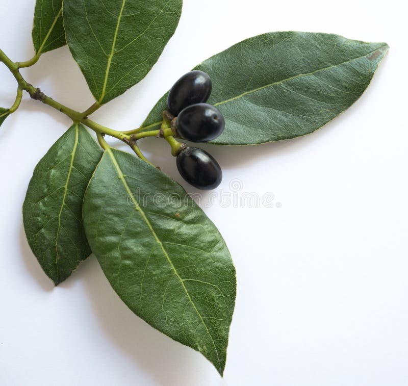 Laurel with Berry Branches Isolated on White Stock Image Image of