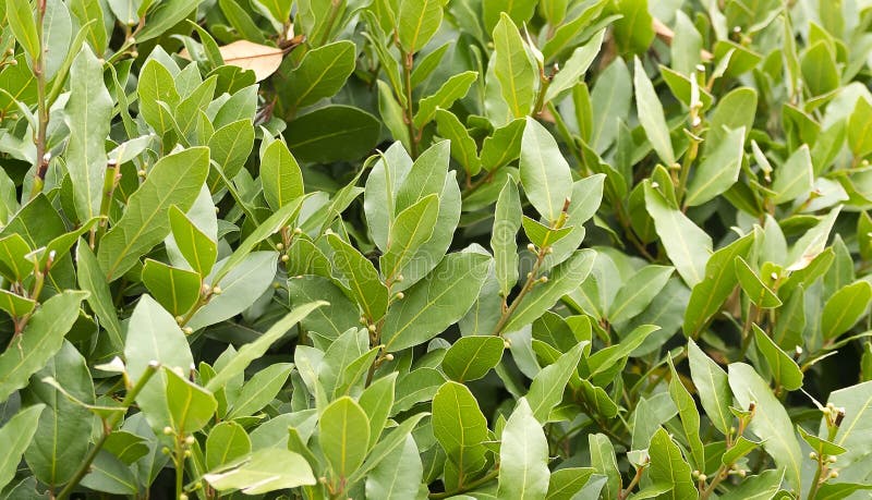 Laurel bush hedge growing