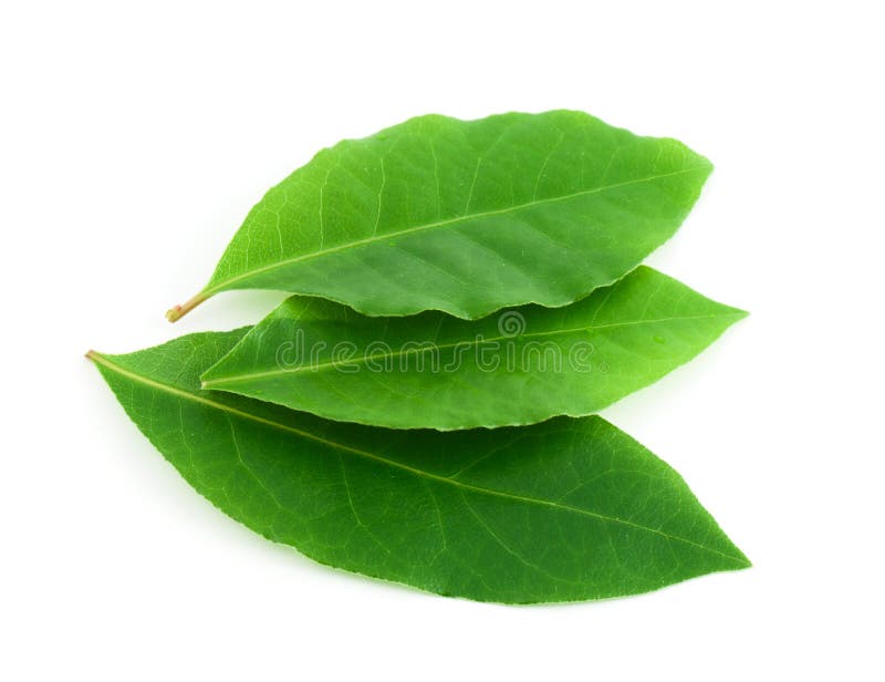 Laurel leaf stock image. Image of healthy, leaf, vibrant 13676357