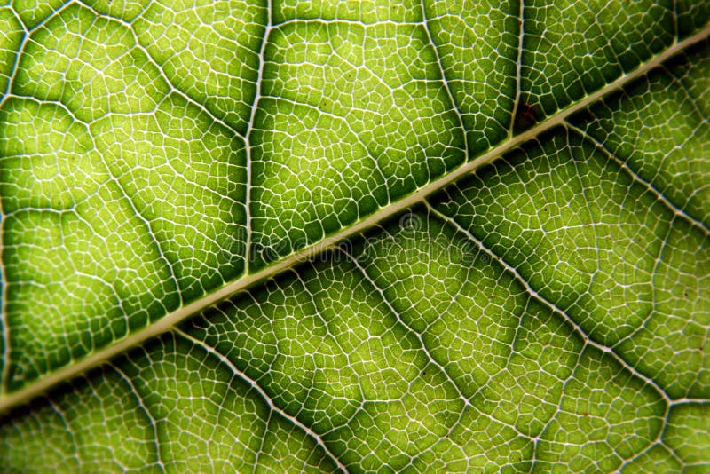 Laurel leaf stock photo Laurel leaf stock photo