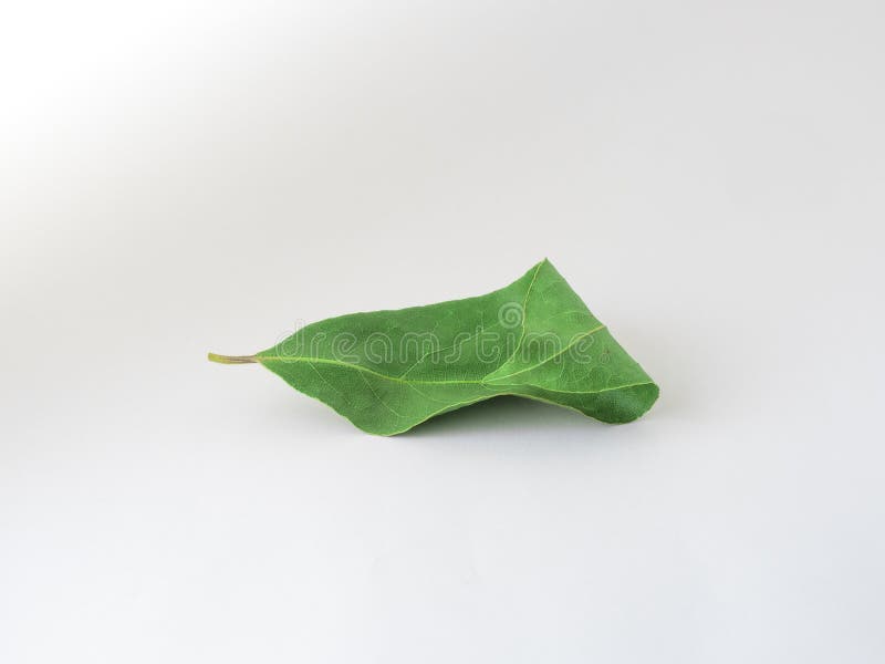 14 8 Laurel Leaf Photos Free Royalty Free Stock Photos From Dreamstime