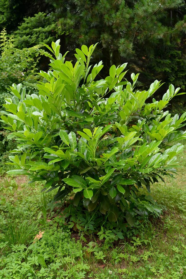 Lauro ceraso medicinale (laurocerasus officinalis m. Roem ) immagine stock Lauro ceraso medicinale (laurocerasus officinalis m. Roem ) immagine stock