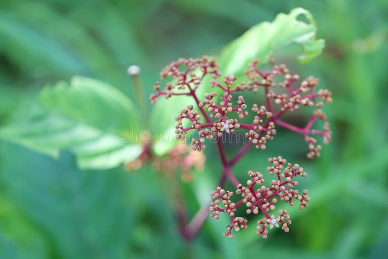 laurustinus kwiat arcydzięgiel mimo to kwiat w tropikalnym lesie deszczowym nie fotografia stock laurustinus kwiat arcydzięgiel mimo to kwiat w tropikalnym lesie deszczowym nie fotografia stock