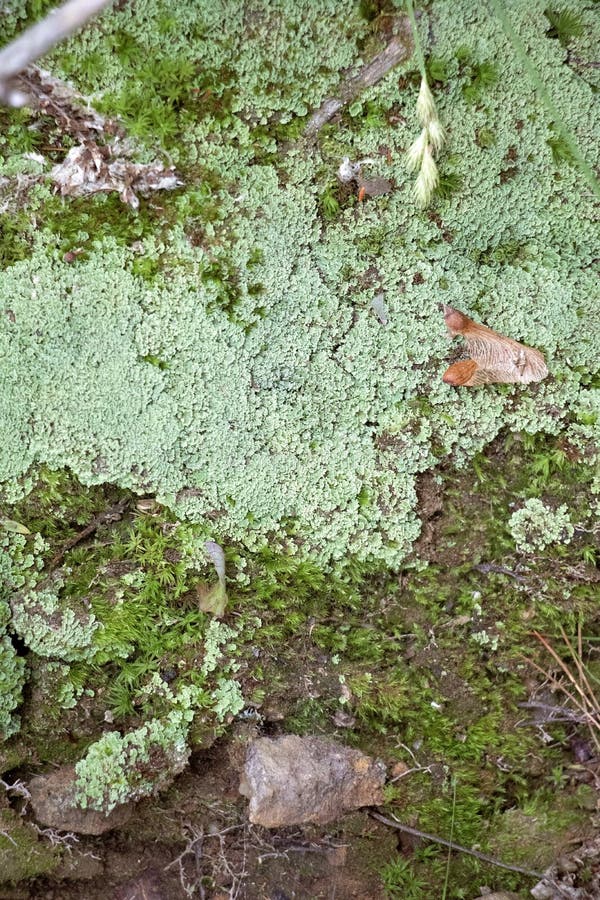 Lav- och Moss Summer Forest Floor Detailed sikt arkivbild Lav- och Moss Summer Forest Floor Detailed sikt arkivbild