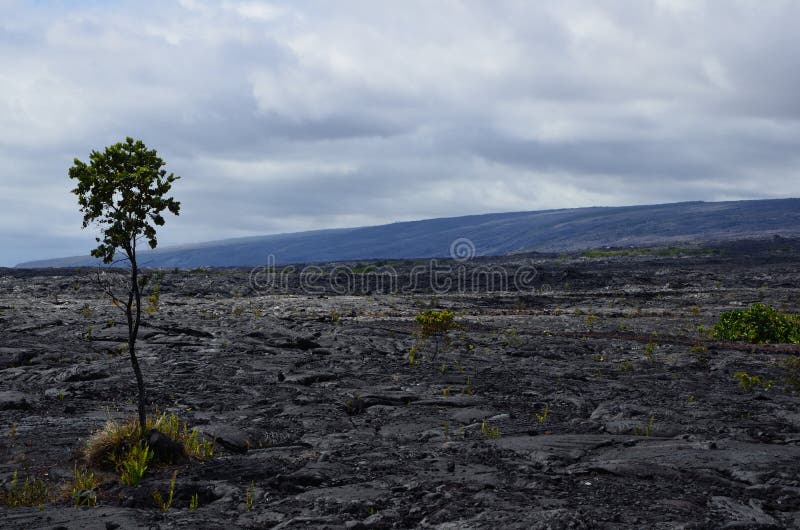 Scenic lava beds on Hilo stock image. Image of located - 113337635