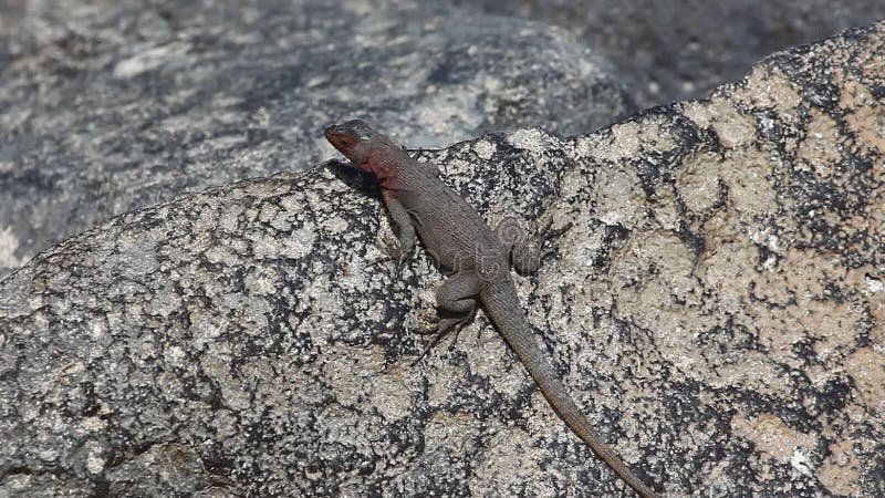 Lava Lizard, Tropidurus-grayi, van de Galapagos