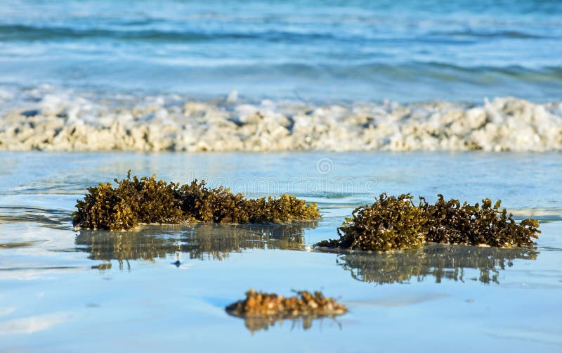 Lavado acima do vesiculosus do fuco da alga da alga vesicular negra, imagem de stock Lavado acima do vesiculosus do fuco da alga da alga vesicular negra, imagem de stock