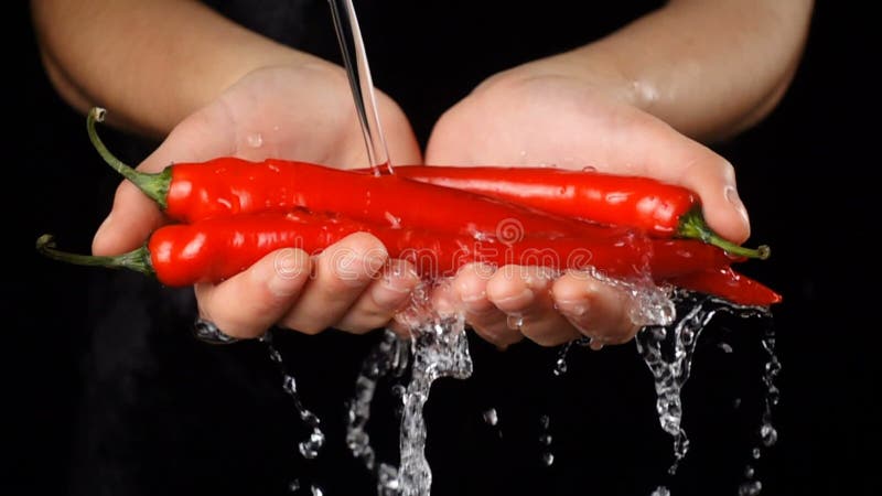 Lavage du poivre de piments rouges chez des mains de la femme, mouvement lent banque de vidéos