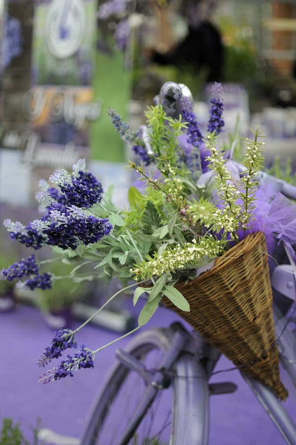 Lavanda fotografía de archivo libre de regalías Lavanda fotografía de archivo libre de regalías