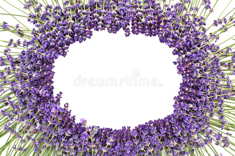 Lavanda fotos de archivo