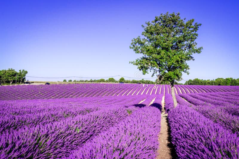 Lavanda de Valensole en Provence, Francia fotos de archivo Lavanda de Valensole en Provence, Francia fotos de archivo