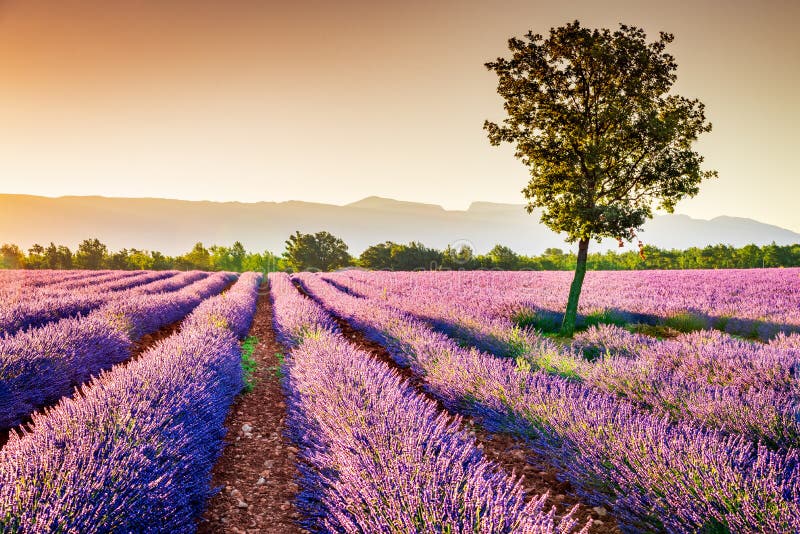 Lavanda de Valensole en Provence, Francia fotografía de archivo Lavanda de Valensole en Provence, Francia fotografía de archivo