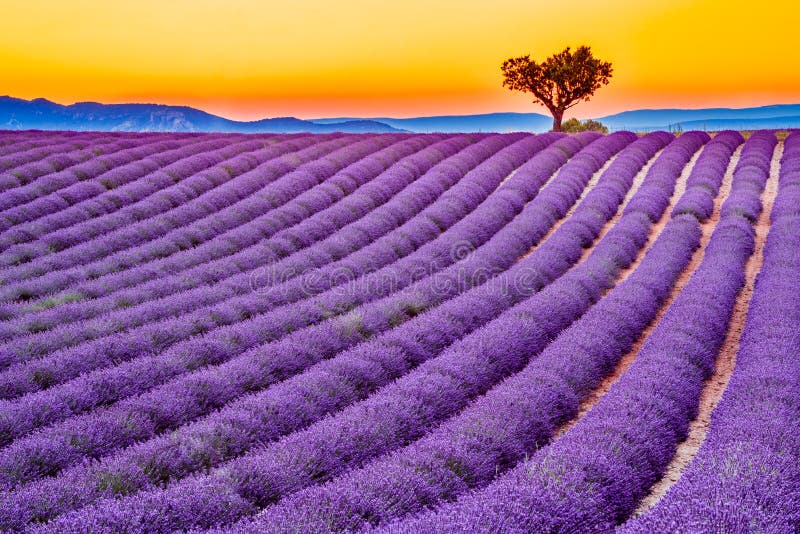 Lavanda de Valensole en Provence, Francia foto de archivo Lavanda de Valensole en Provence, Francia foto de archivo