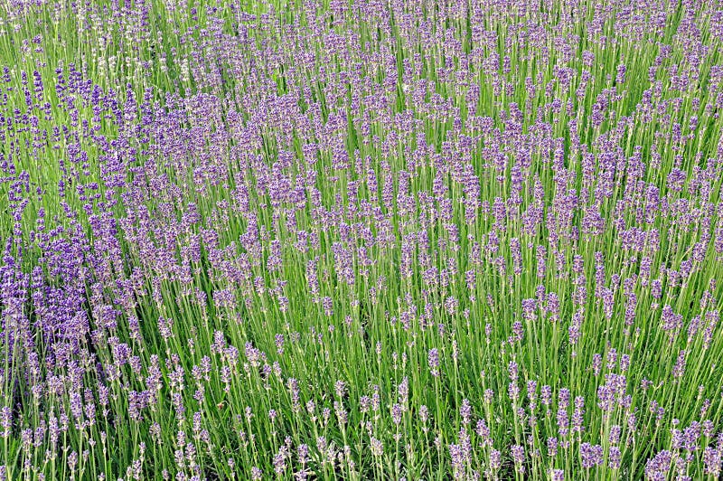 Flor Florecida De La Lavanda Fotos de stock - Fotos libres de regalías de  Dreamstime