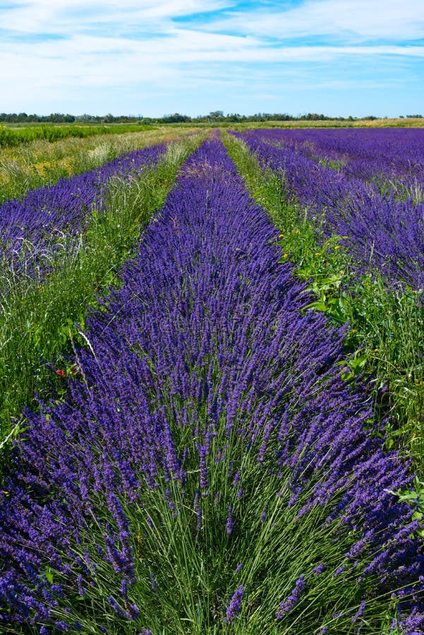 Los Ecosistemas Del Campo De Lavanda De Lavanda En Inglés Imagen