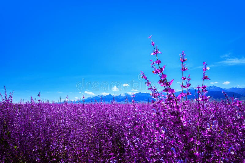 Lavanda piantata al piede della montagna Cina di Tianshan immagine stock Lavanda piantata al piede della montagna Cina di Tianshan immagine stock