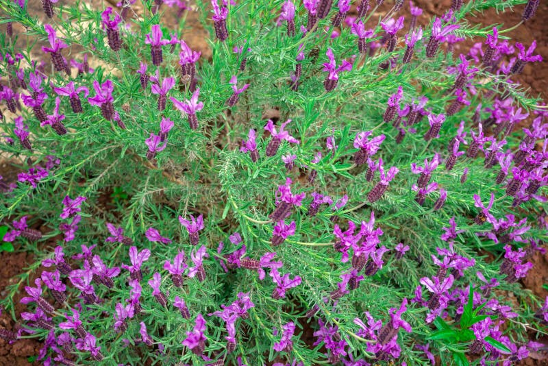Lavanda porpora, fioritura del fiore della lavanda del Lavandula Angustifolia, aka comune, vero immagine stock Lavanda porpora, fioritura del fiore della lavanda del Lavandula Angustifolia, aka comune, vero immagine stock