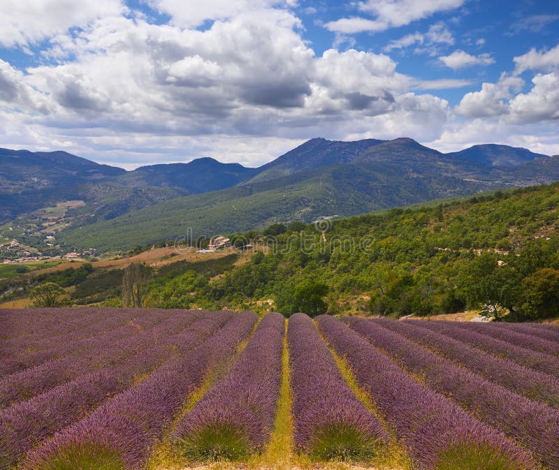 Lavanda in Provenza fotografie stock Lavanda in Provenza fotografie stock