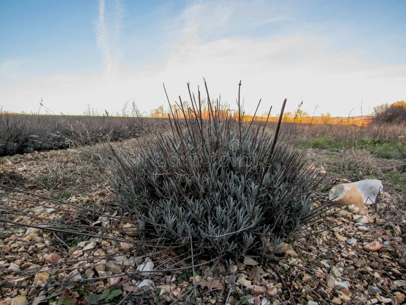 Lavanda przy wintertime w południowym Francja fotografia royalty free Lavanda przy wintertime w południowym Francja fotografia royalty free