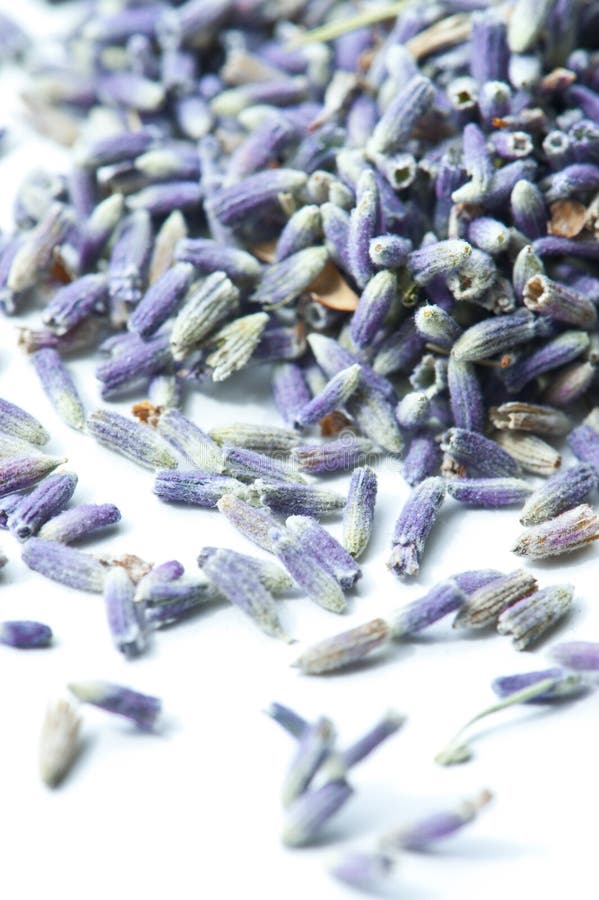 Lavanda secca immagine stock Lavanda secca immagine stock