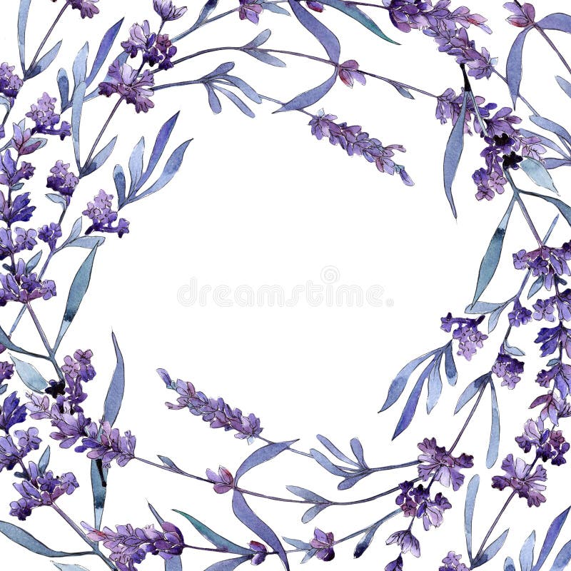 Lavanda viola Fiore botanico floreale Struttura selvaggia del wildflower della foglia della molla illustrazione di stock Lavanda viola Fiore botanico floreale Struttura selvaggia del wildflower della foglia della molla illustrazione di stock