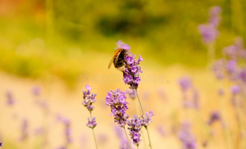 Lavanda y la abeja del manosear fotos de archivo Lavanda y la abeja del manosear fotos de archivo