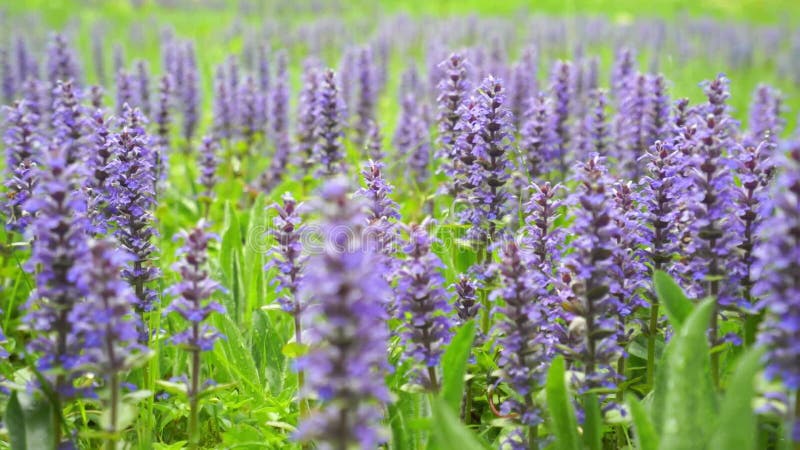 Lavande pourpre à fleurs dans la profondeur du jardin du champ banque de vidéos