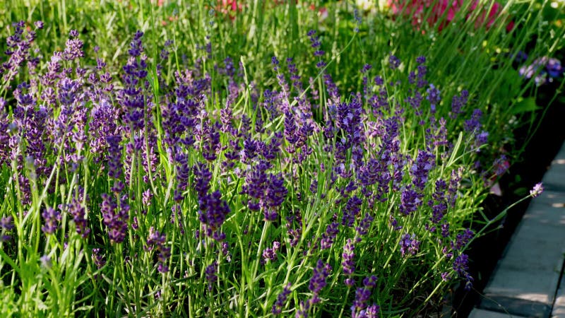 Lavande pourpre à fleurs de gros plan sur fond de verdure dans le jardin. banque de vidéos