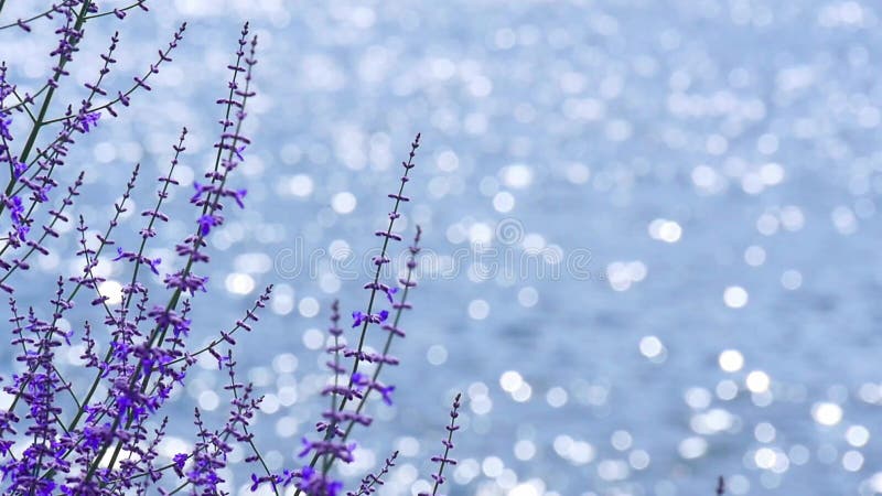 Lavande pourpre à fleurs par le fond de ondulation de surface de l'eau du lac clips vidéos