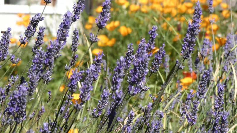 Lavande violette brillante contre orange vif de californie poppys banque de vidéos
