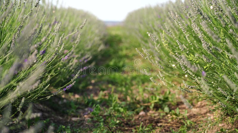 Lavandina: fiorire sul campo. lavandina per coltivazione di oli di materiali aromatici