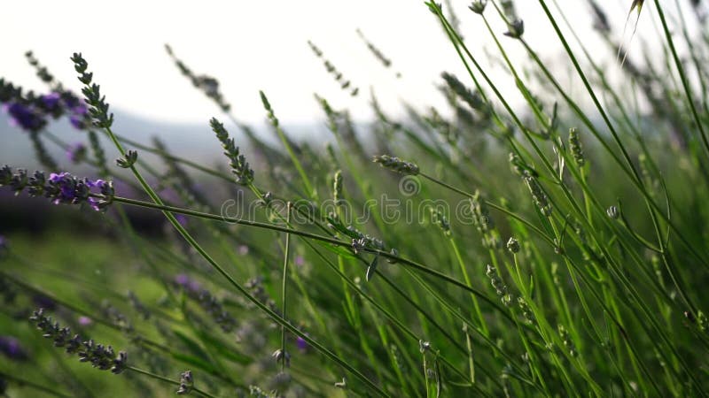 Lavandina: fiorire sul campo. lavandina per coltivazione di oli di materiali aromatici