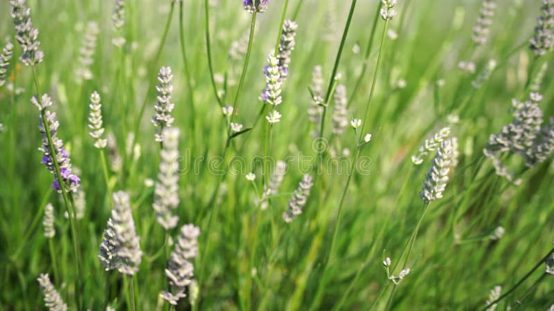 Lavandina: fiorire sul campo. lavandina per coltivazione di oli di materiali aromatici