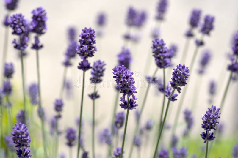 Lavandula Stock Photos Download 14 034 Royalty Free Photos Images, Photos, Reviews