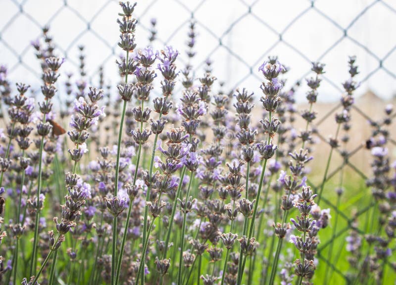 Lavandula angustifolia lizenzfreie stockfotos Lavandula angustifolia lizenzfreie stockfotos