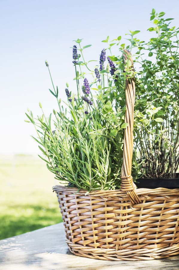 Lavandula basket on garden table