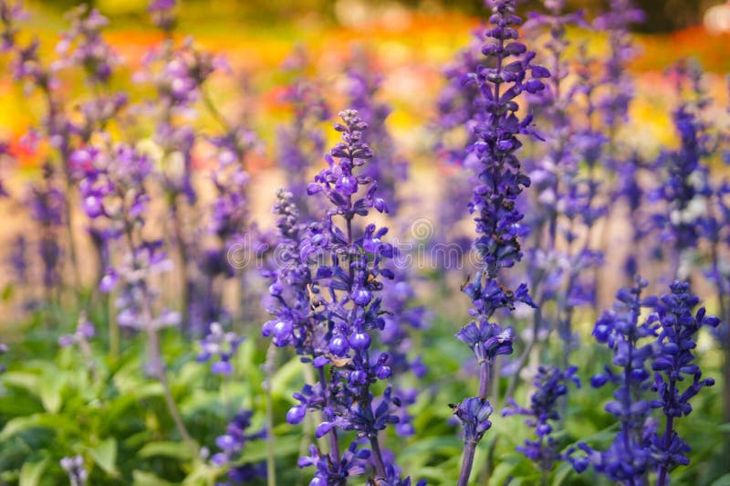 Lavandula stock image. Image of fiolet, countryside - 111143837