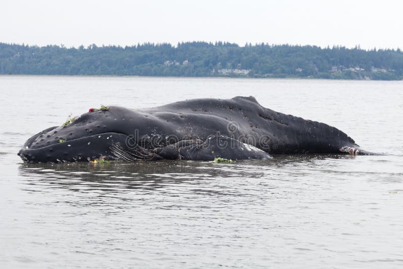 Lavate giovanili della balena di Humpback a secco e morto immagini stock libere da diritti Lavate giovanili della balena di Humpback a secco e morto immagini stock libere da diritti