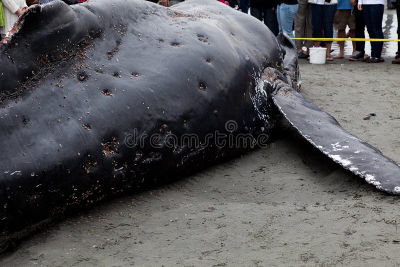 Lavate giovanili della balena di Humpback a secco e morto fotografie stock Lavate giovanili della balena di Humpback a secco e morto fotografie stock