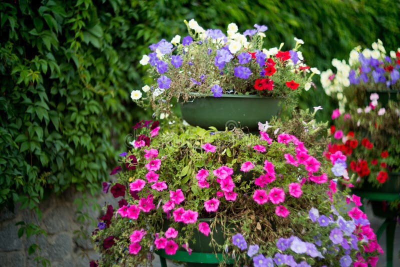 Lavatera, fiori rosa della fioritura decorazione immagini stock Lavatera, fiori rosa della fioritura decorazione immagini stock