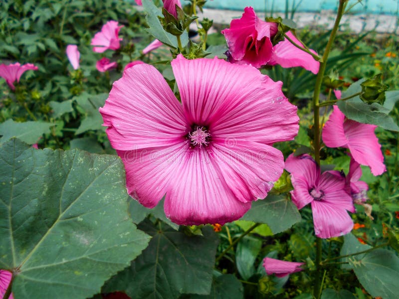 Lavatera Flores en el jardín Trimestris del Lavatera Flores delicadas Flores rosadas foto de archivo Lavatera Flores en el jardín Trimestris del Lavatera Flores delicadas Flores rosadas foto de archivo
