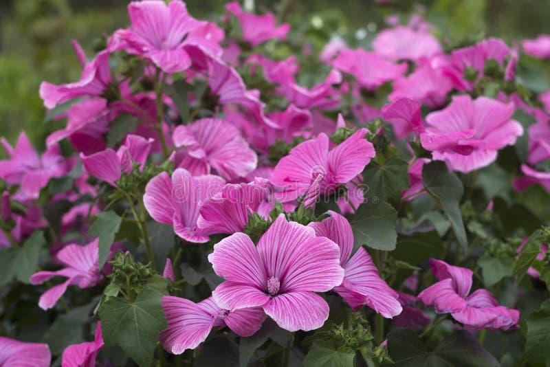 Lavatera - pink flower blooms in the summer in the garden. Beautiful flower of Lavatera rose mallow. Background