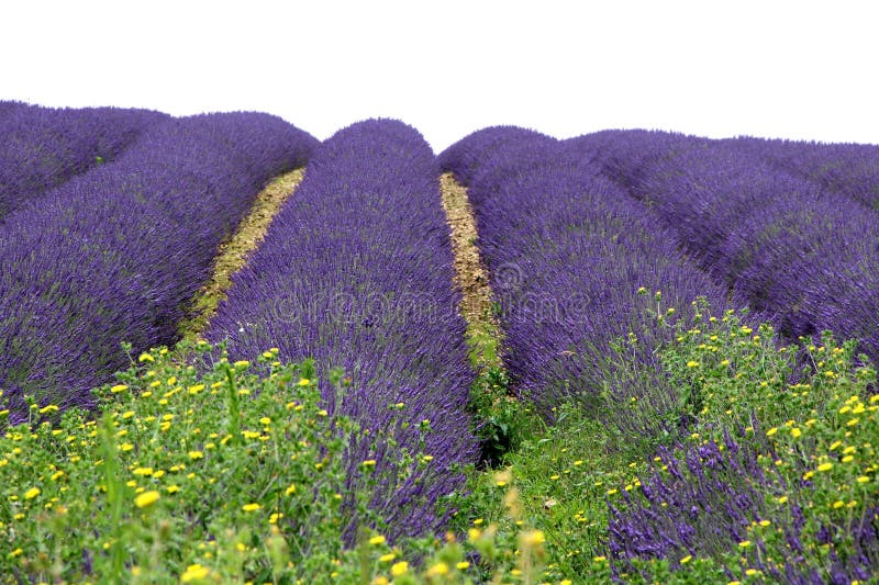 Lavendefält. Vy över lavendelfält som färgerna är fantastiska under sommaren