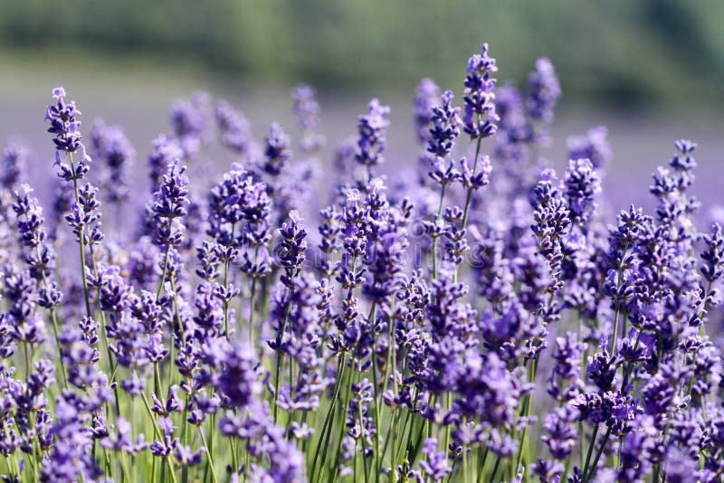 Lavender fields at the lavender farm in Kent, UK. Lavender fields at the lavender farm in Kent, UK