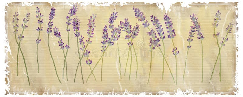 Lavendel stock abbildung Lavendel stock abbildung