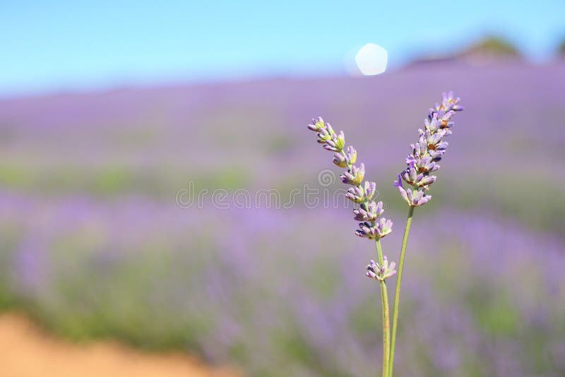 Lavendel stockfotografie Lavendel stockfotografie